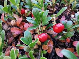 Bearberry Seeds for Planting, Easy Guide for Growing Hardy Groundcover Plants