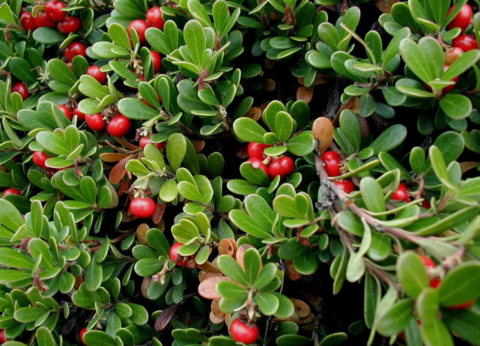 Step-by-Step Guide for Planting Bearberry Seeds in Your Garden