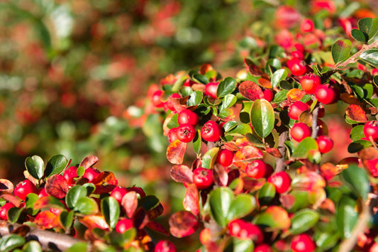 Bearberry (Arctostaphylos uva-ursi) seeds for planting
