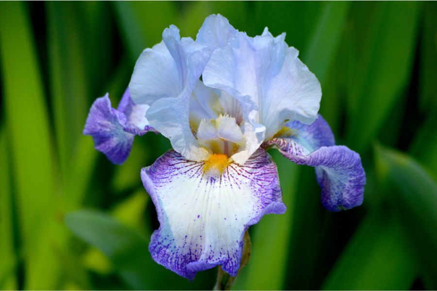 Bearded Flower Close-Up – Textured Petals and Bright Colors