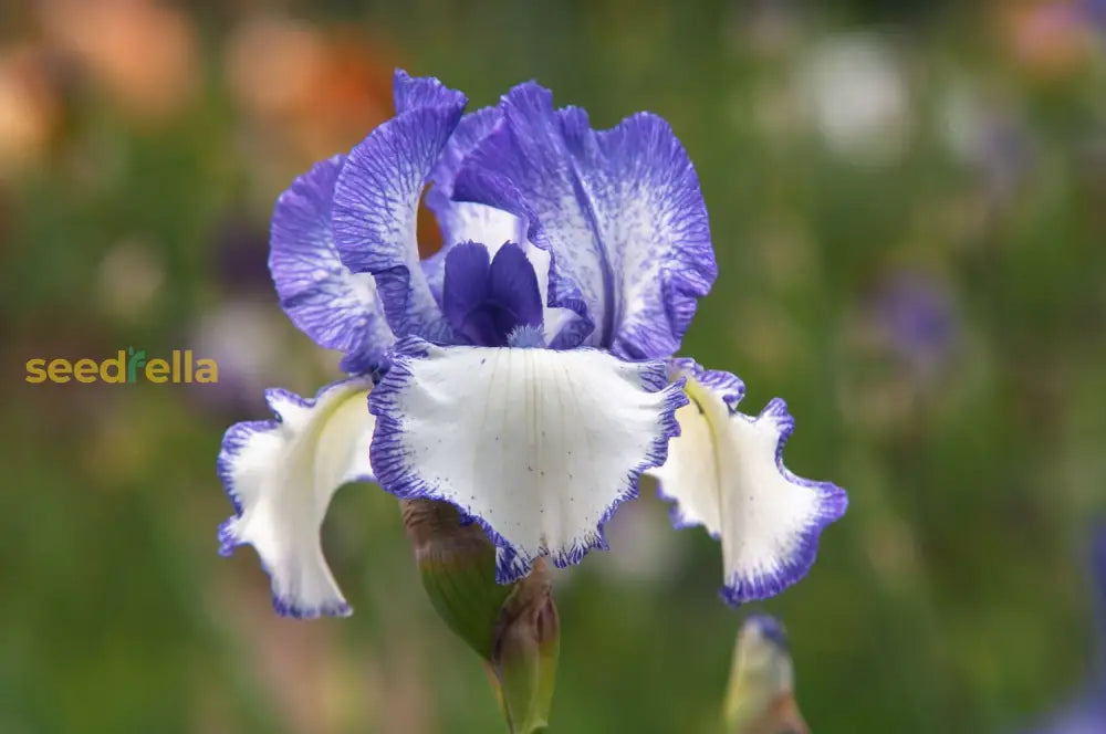 Bearded Flower Seeds - Unique Blooms For Your Garden | Planting Guide