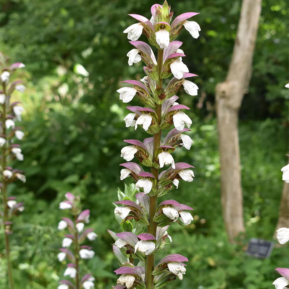Bear’s Breeches Red & White Flower Seeds for Planting
