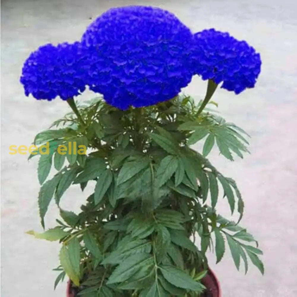 Beautiful Blue Marigold Flower Seeds For Your Home Garden