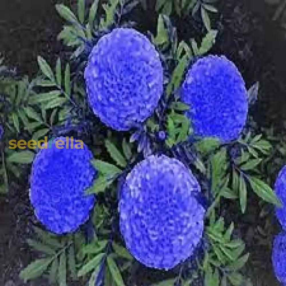 Beautiful Blue Marigold Flower Seeds For Your Home Garden