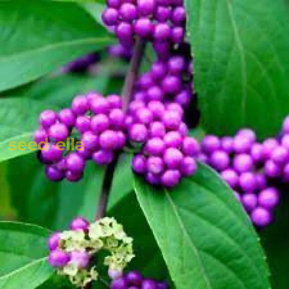 Beautyberry Plant Seedlings for Outdoor Planting
