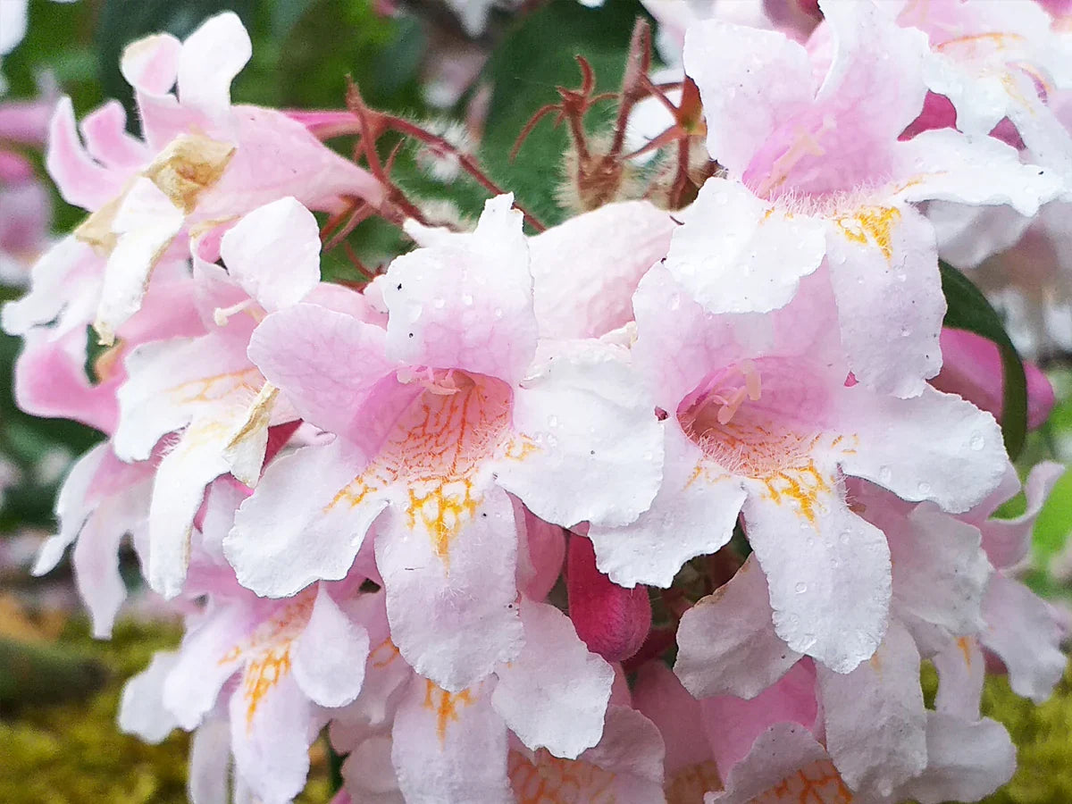 Close-Up of Beautybush Bell-Shaped Flowers
