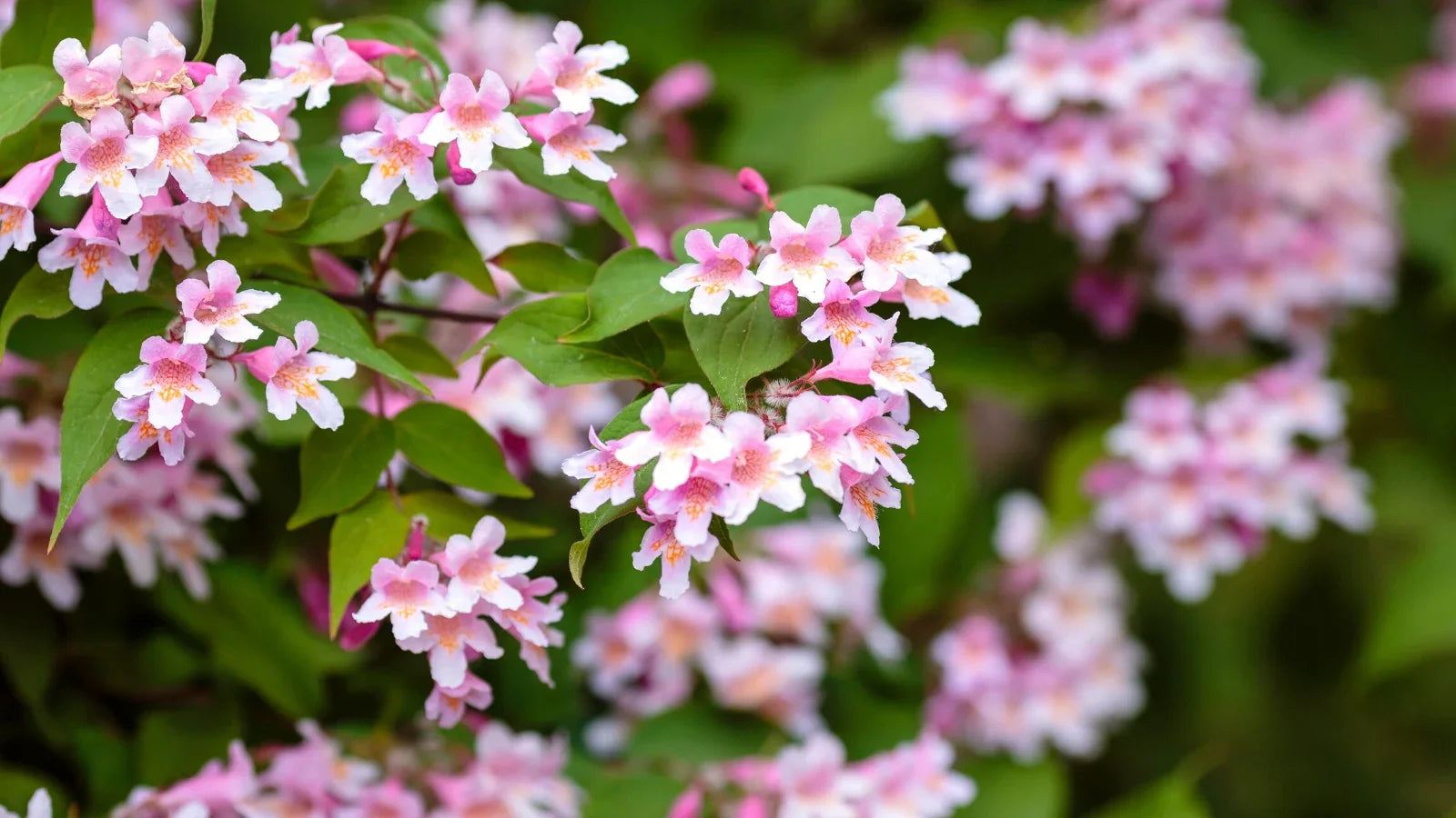 Beautybush Growing in Sunny Garden Border