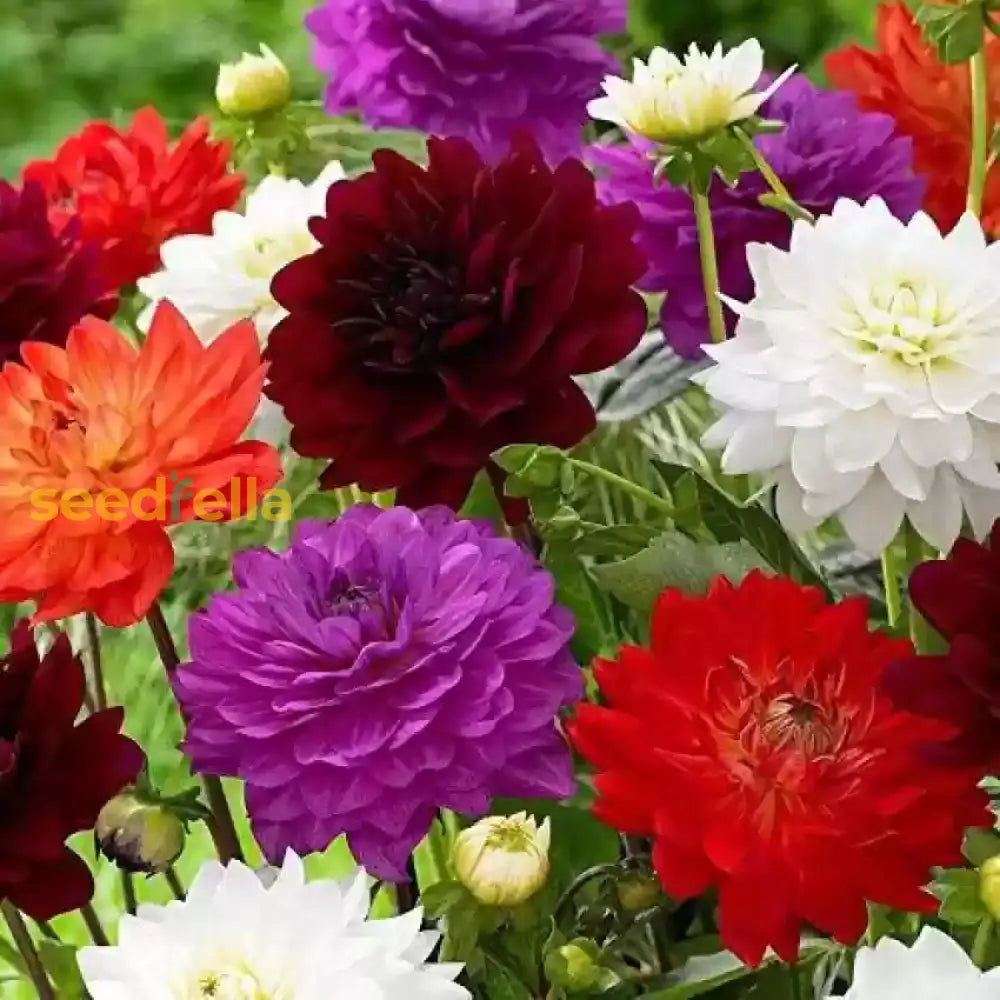 Bedding Flower Seeds Variety For Planting | Seasonal Bloom Mix