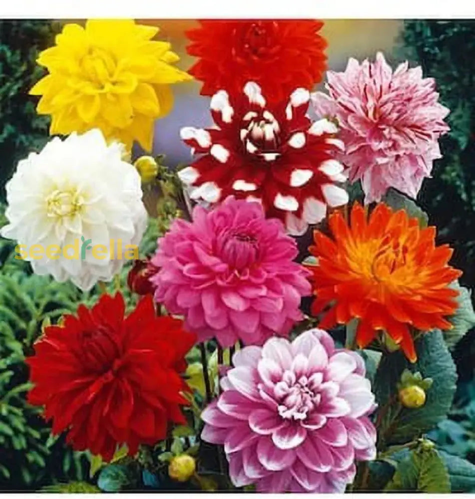 Bedding Flower Seeds Variety For Planting | Seasonal Bloom Mix