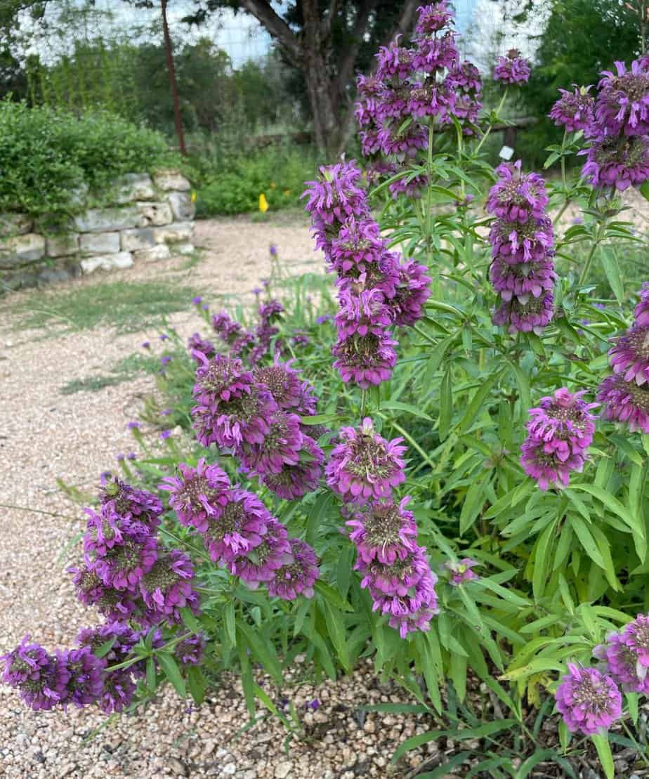 Monarda Citriodora Growing in Garden Border