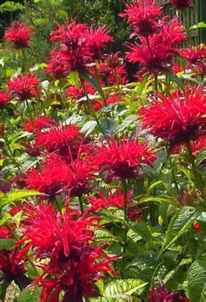 Red Bee Balm Oswego Tea Growing in Pollinator Garden