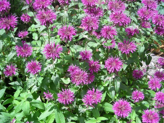 Bee Balm Lemon Mint Monarda Citriodora Non-GMO Seeds for Planting