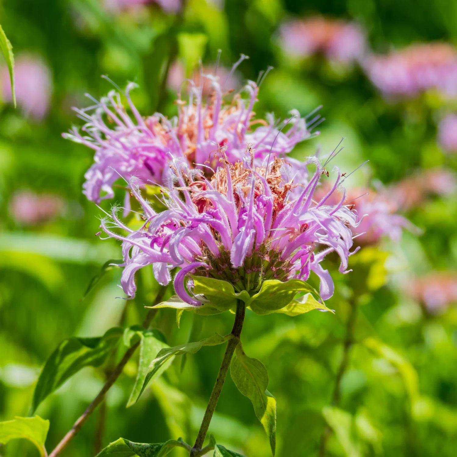 Bee Balm Monarda seeds for colorful flowering plants