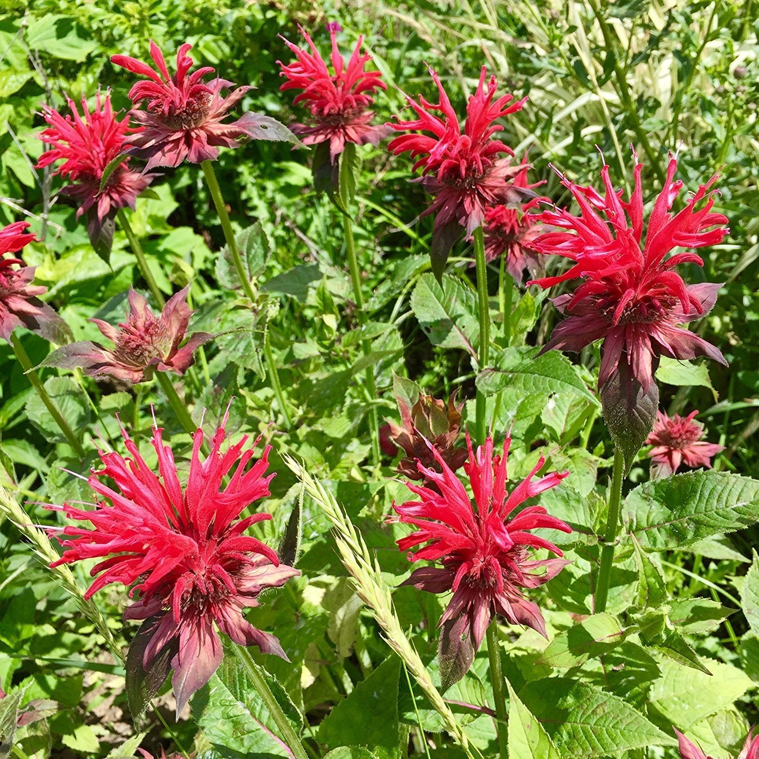 Bee Balm Flowers Attracting Bees and Hummingbirds
