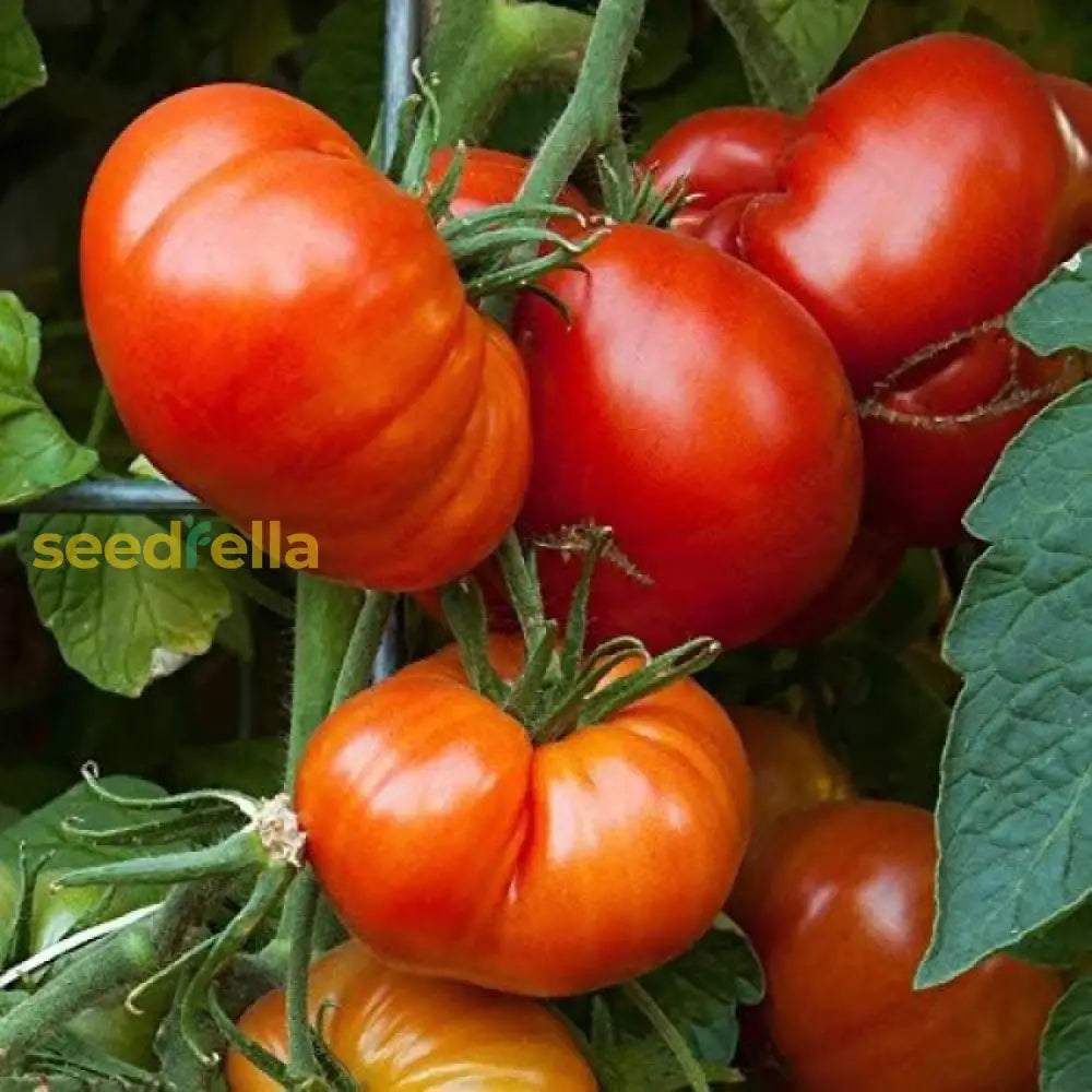 Beefmaster Red Tomato Seeds For Planting - Vegetable Garden Seeds