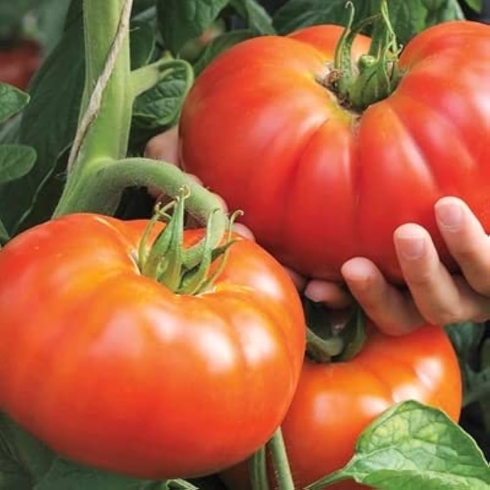 Freshly harvested Beefsteak Tomatoes from garden