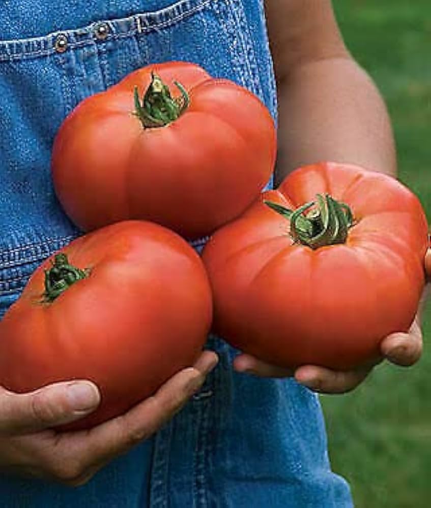 Healthy Beefsteak Tomato seedlings ready for transplanting