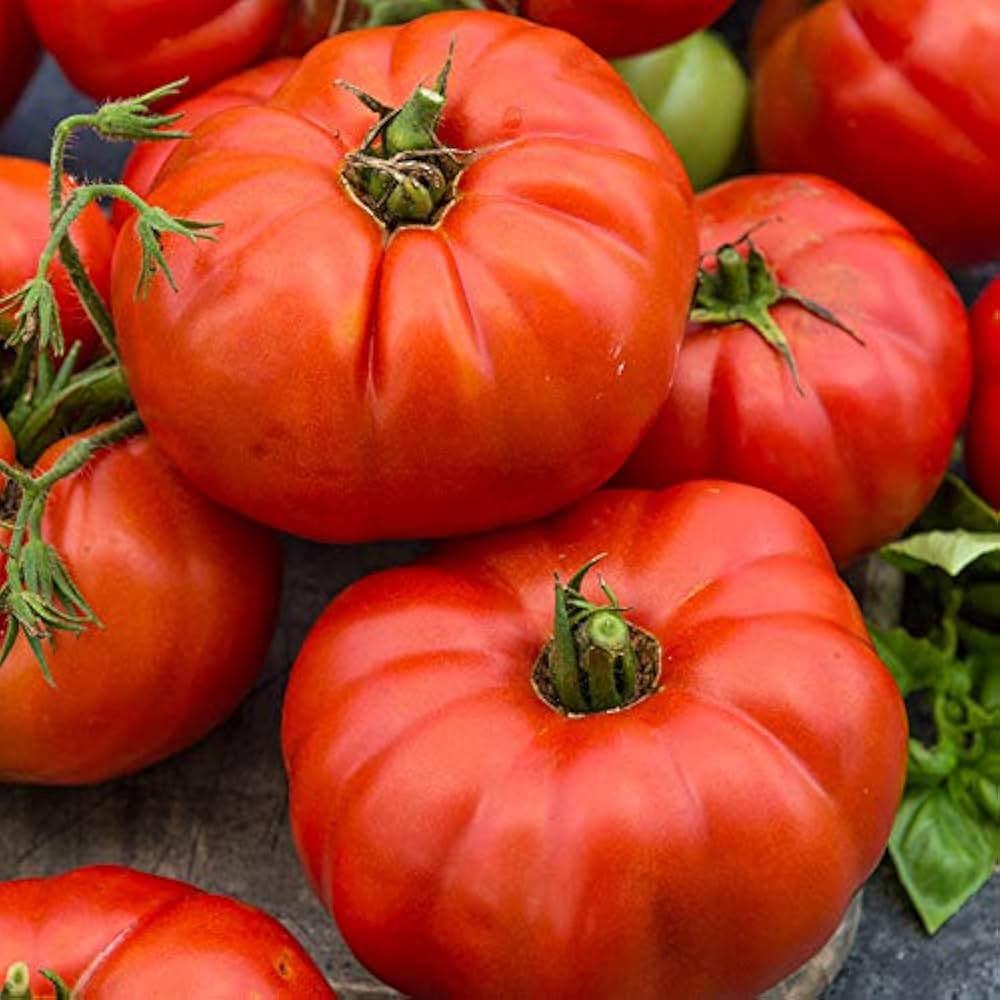 Beefsteak Tomato seeds (Solanum lycopersicum) for home vegetable garden planting