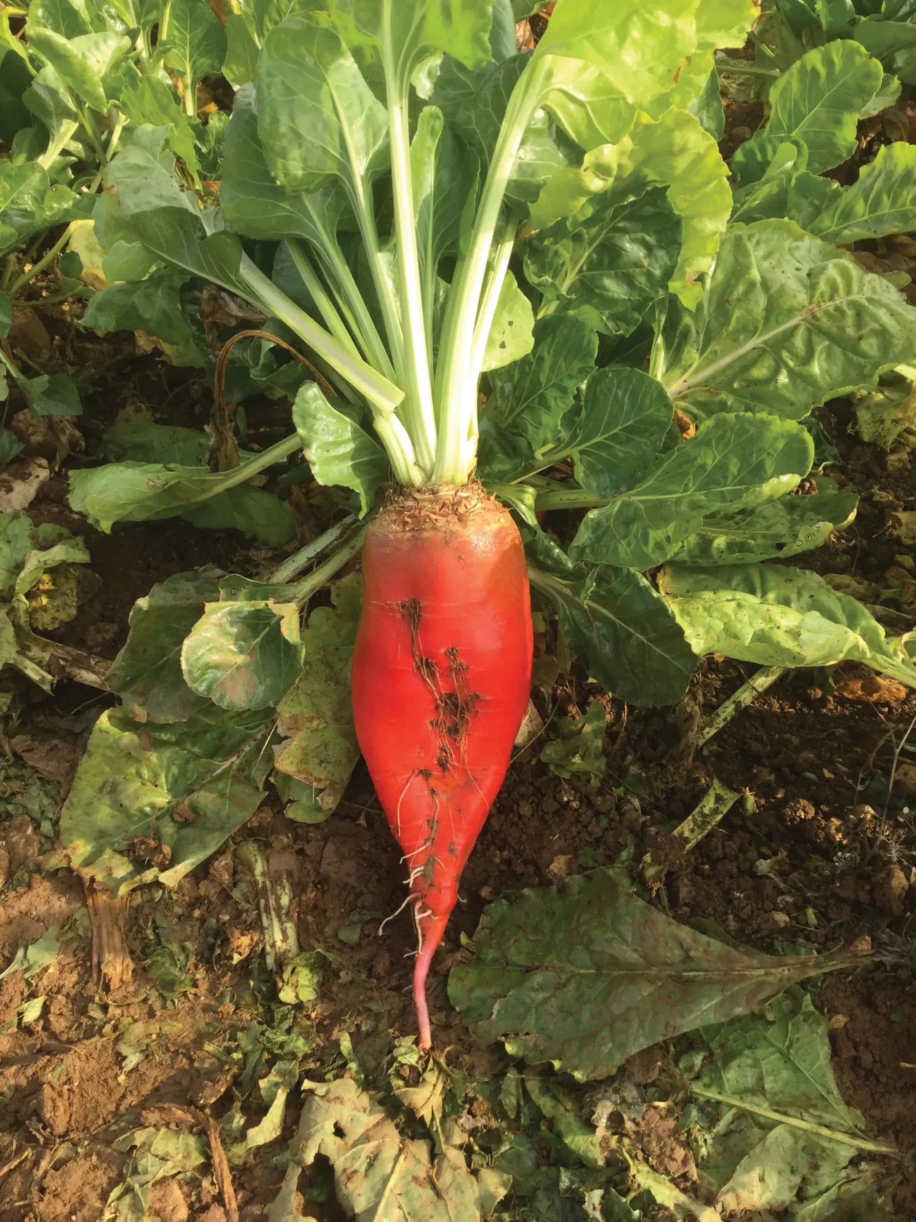 Fodder Beet seedlings showing healthy growth