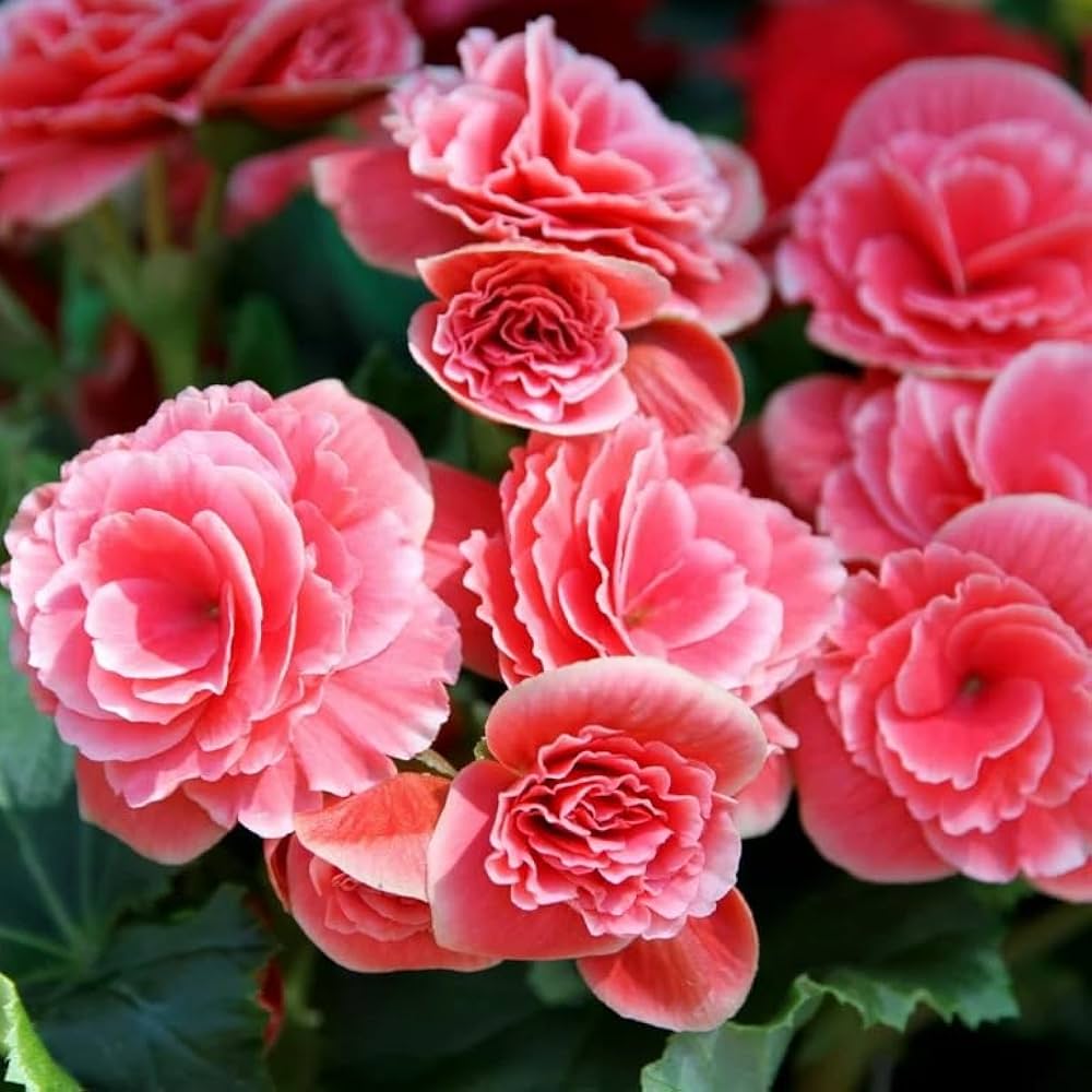 Blooming Begonia Flowers in Garden Beds and Containers