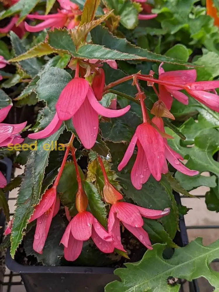 Easy to grow Begonia Boliviensis seeds for containers and hanging baskets
