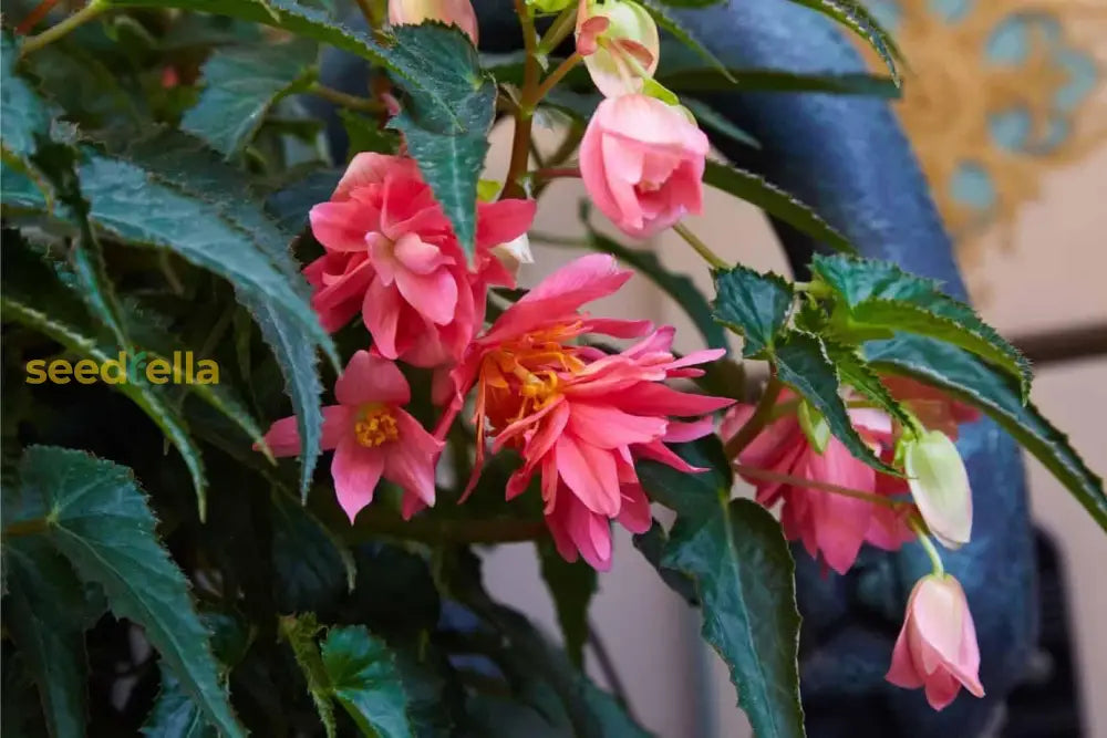 Begonia Boliviensis seeds for vibrant garden blooms
