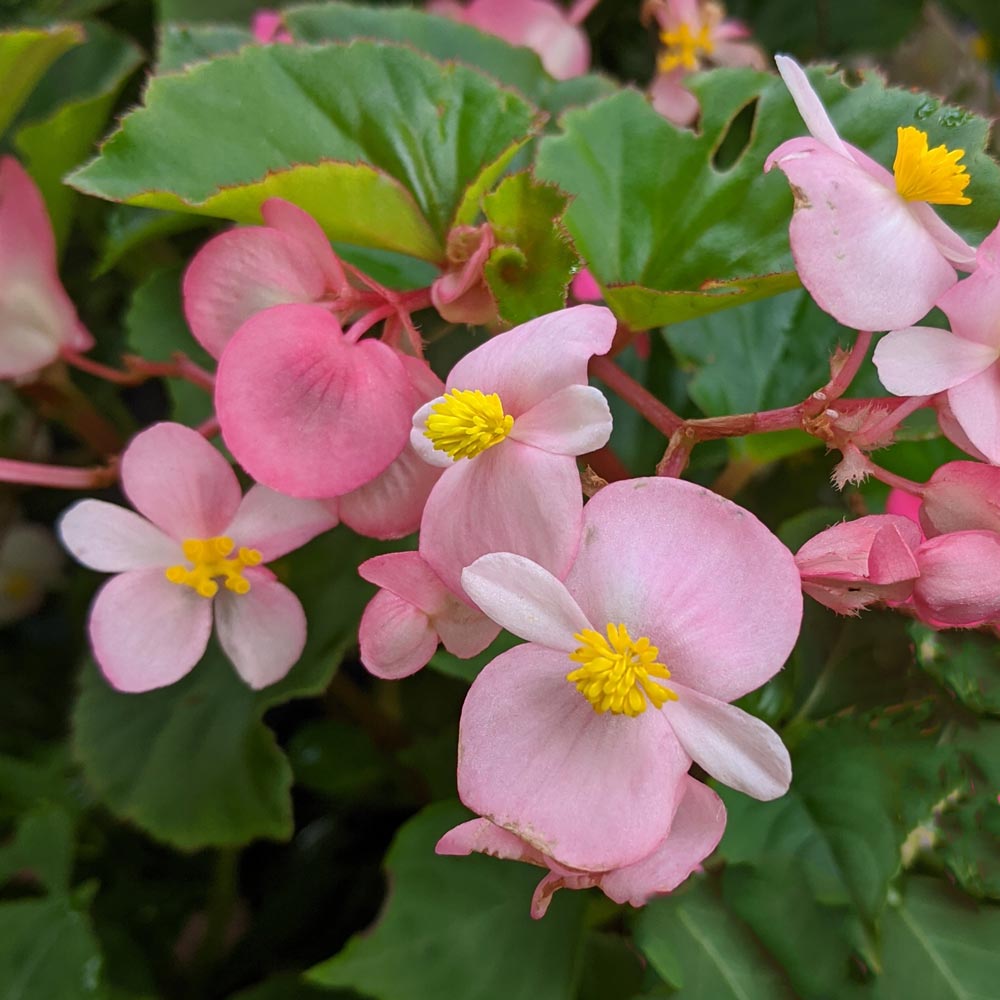Light Pink Begonias growing in garden borders