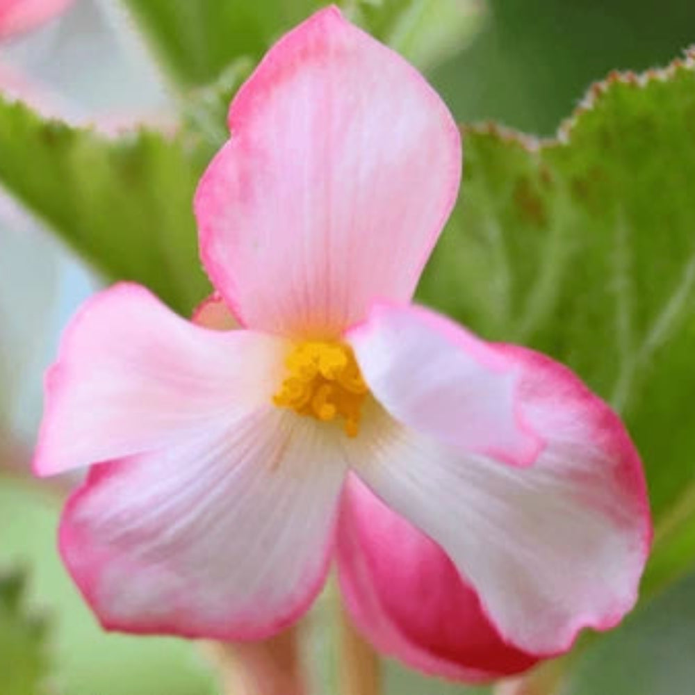 Light Pink Begonias enhancing garden landscapes