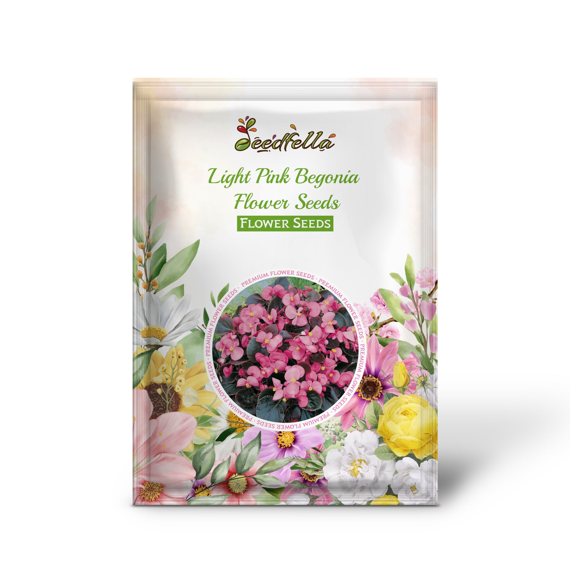 Light Pink Begonia flowers in full bloom