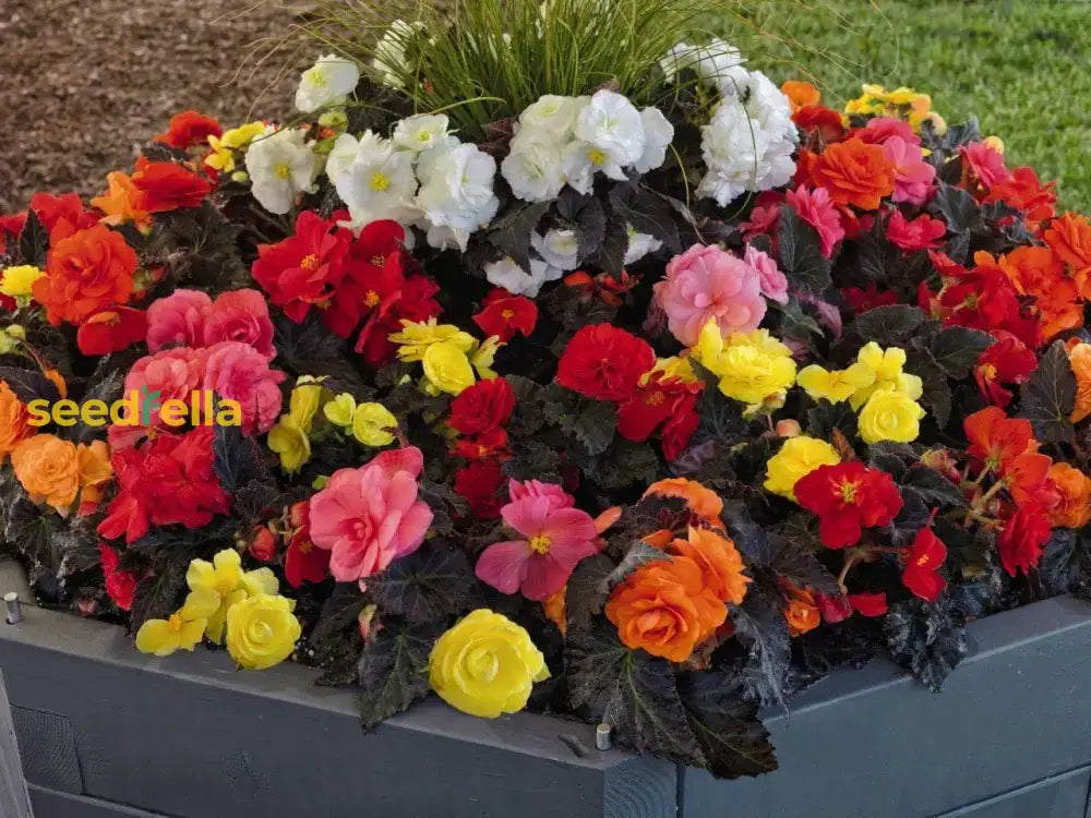 Begonia Mixed Seeds For Planting  Colorful Annual Flowers Flower