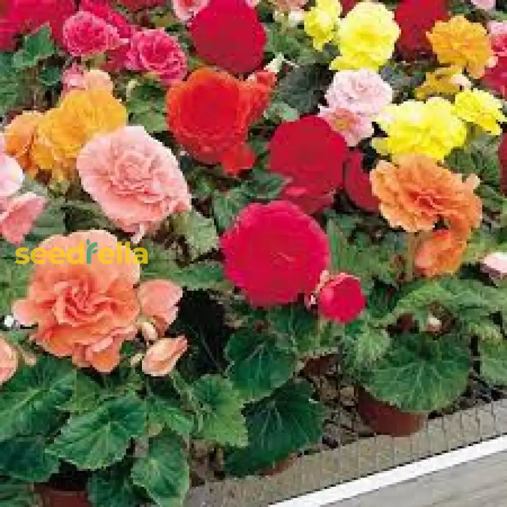 Begonia Mixed Seeds For Planting  Colorful Annual Flowers Flower