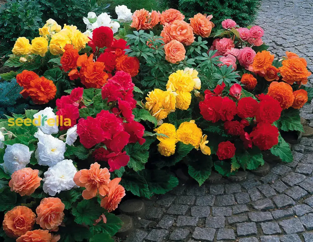 Begonia Nonstop Flower Planting Seeds For Vibrant Blooms - Perfect Gardens And Containers