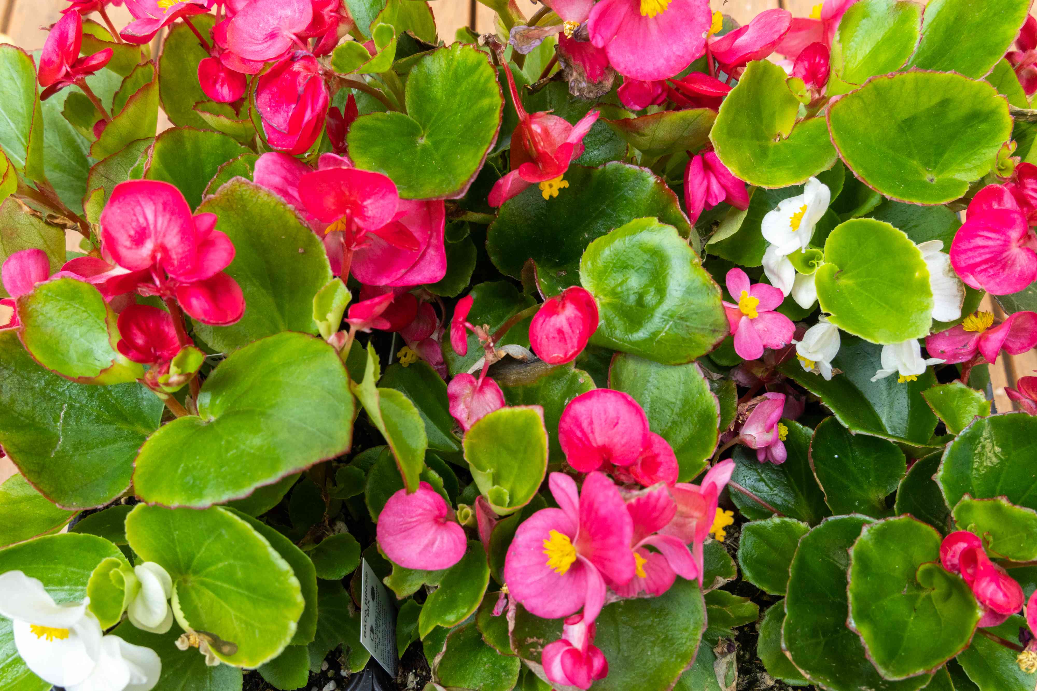 Step-by-Step Begonia Planting Guide for Gardeners