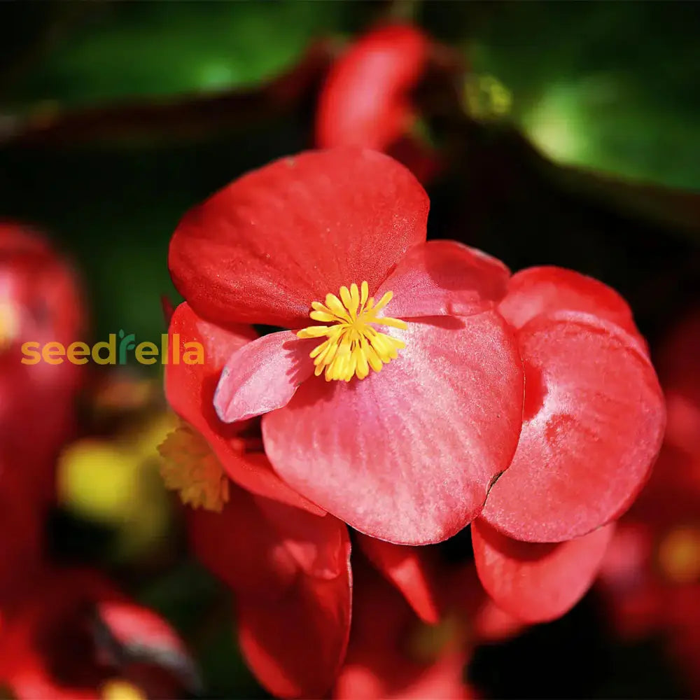 Begonia Seeds For Indoor Planting Flower