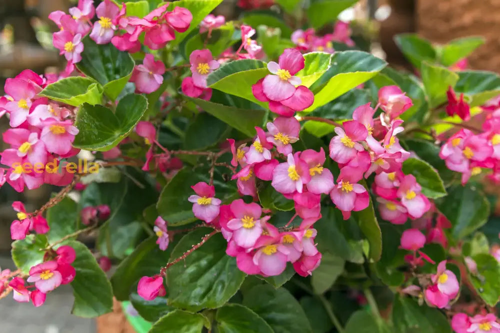 Begonia Seeds For Indoor Planting Flower