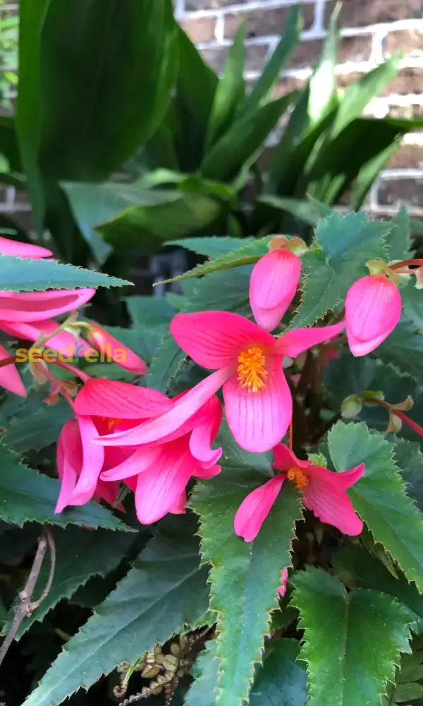 Begonia Boliviensis seeds for borders and garden beds
