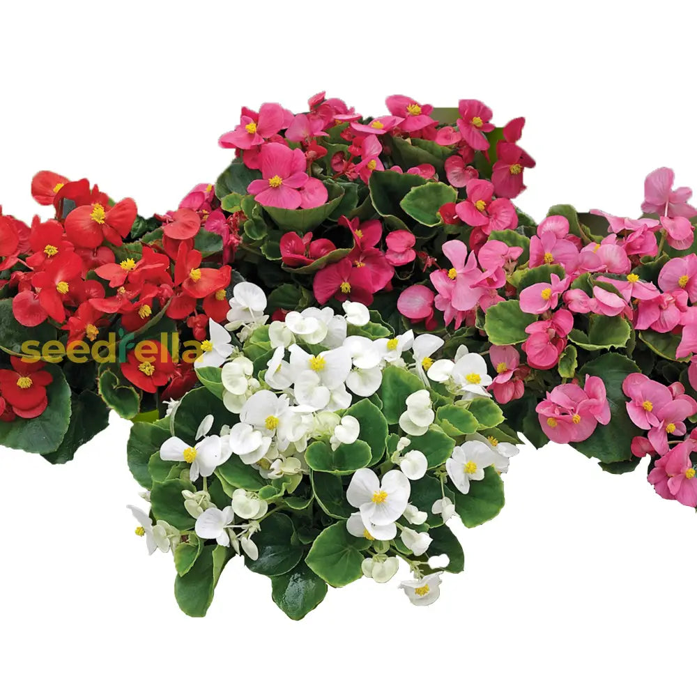 Begonia Semperflorens Seeds For Planting - Easy Flower Garden