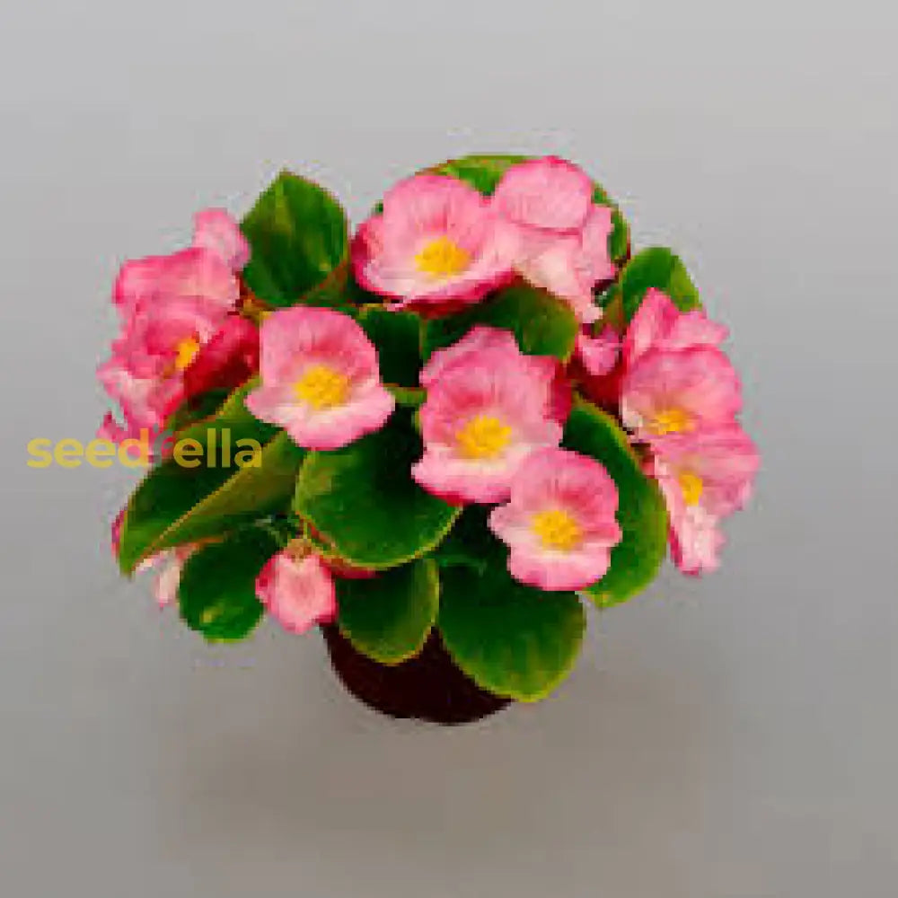 Begonia Semperflorens Seeds For Planting - Easy Flower Garden