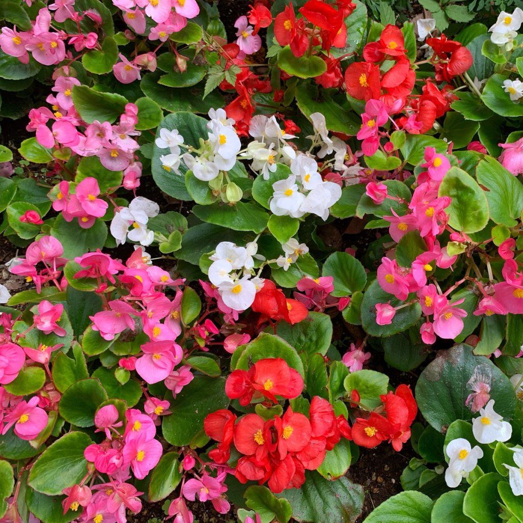 Begonia Semperflorens Seeds for Planting Easy Flower Garden