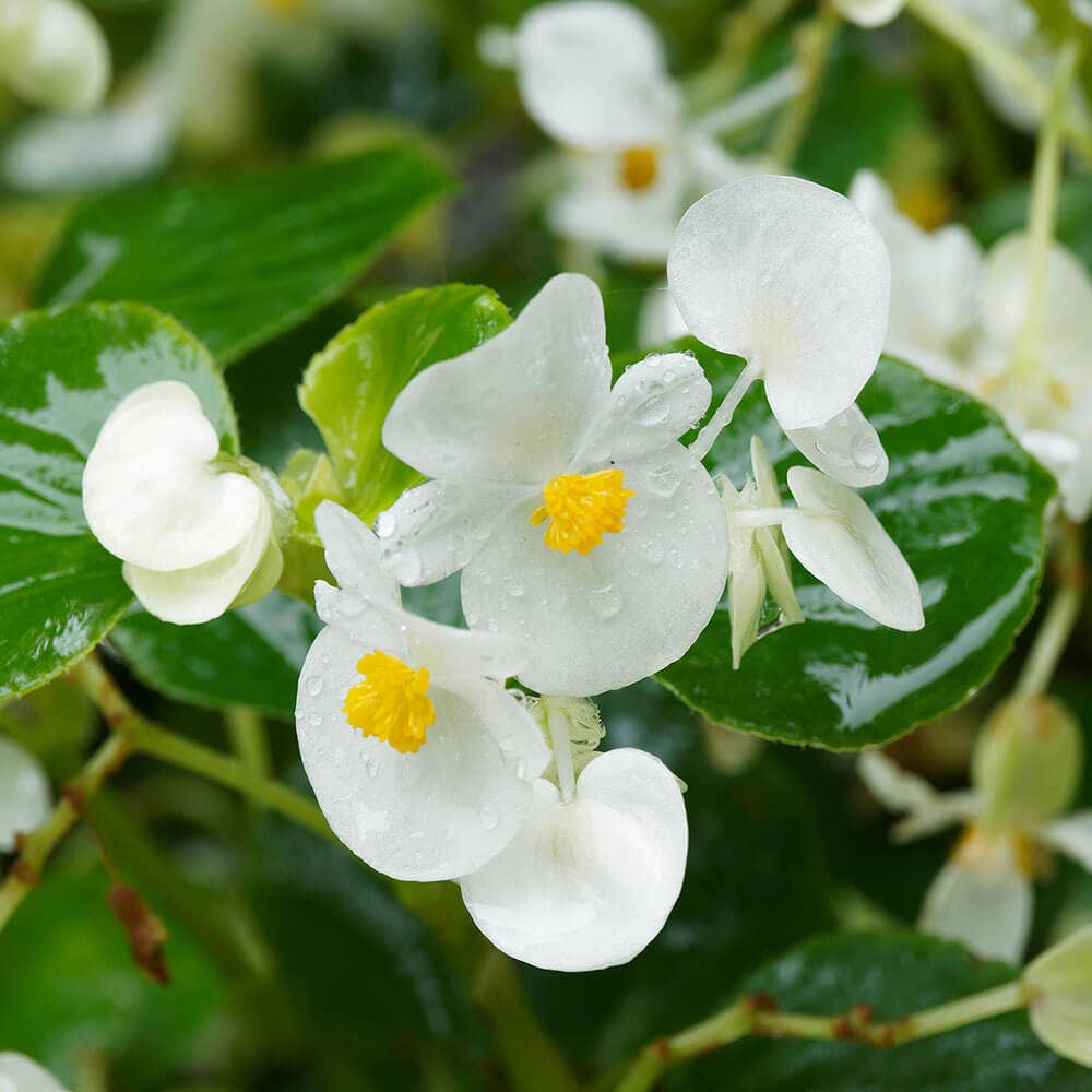 Begonia Seeds for Planting in Shade Gardens