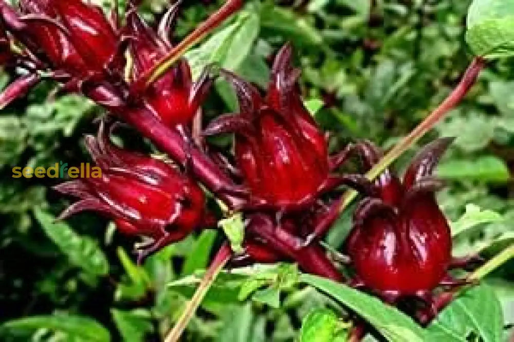 Belchanda Tengamora Seeds For Planting