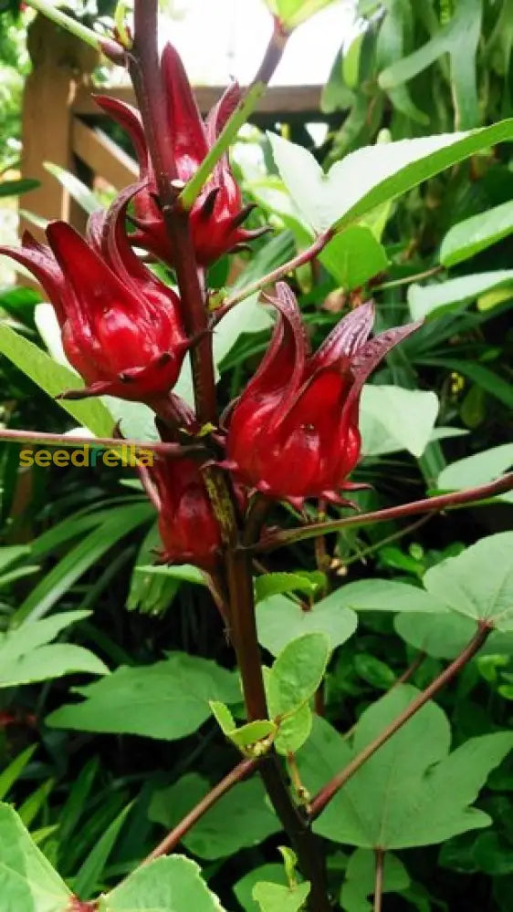 Belchanda Tengamora Seeds For Planting Vegetable Seeds