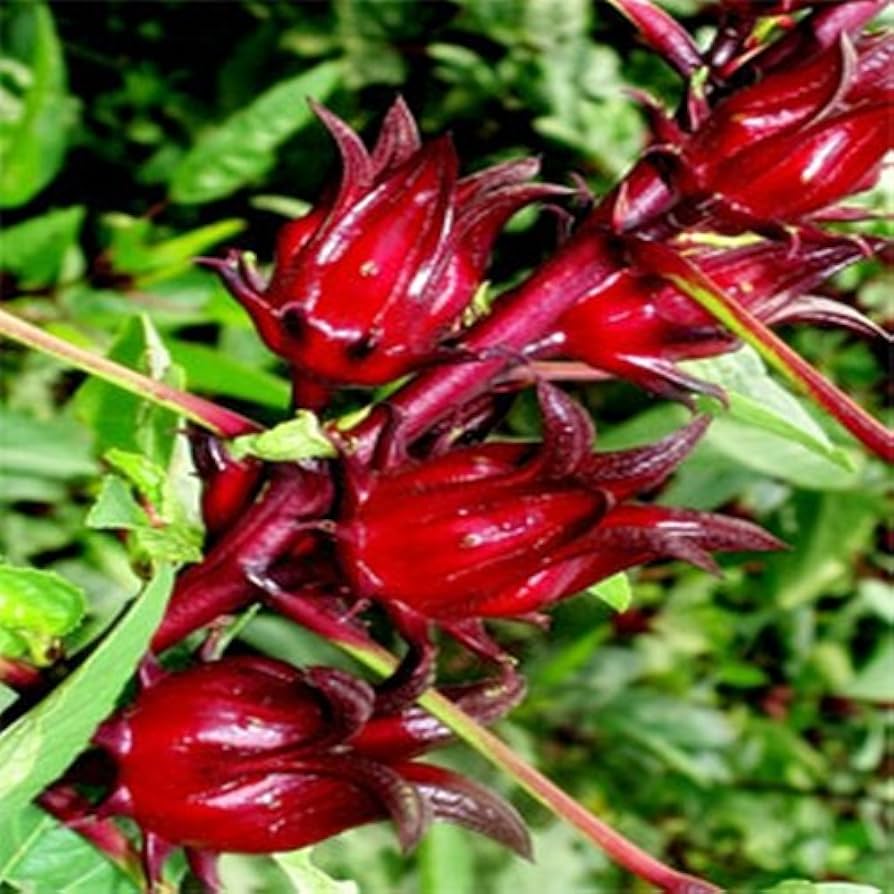 Belchanda Tengamora seeds for home garden planting