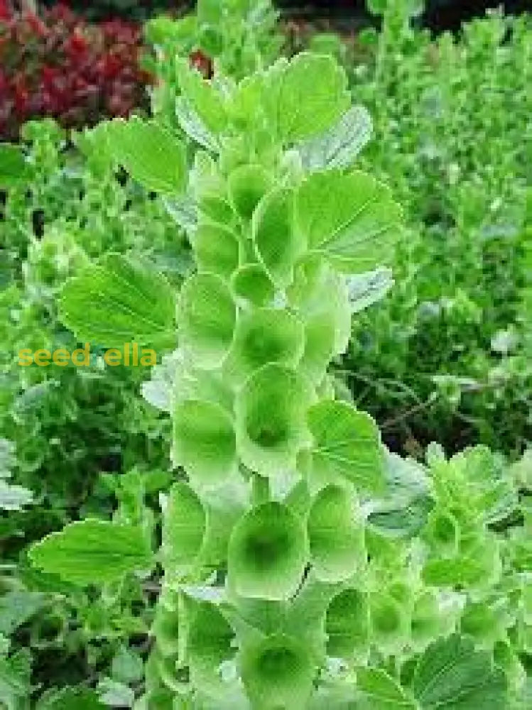 Bell Flower Seeds - Ideal For Planting