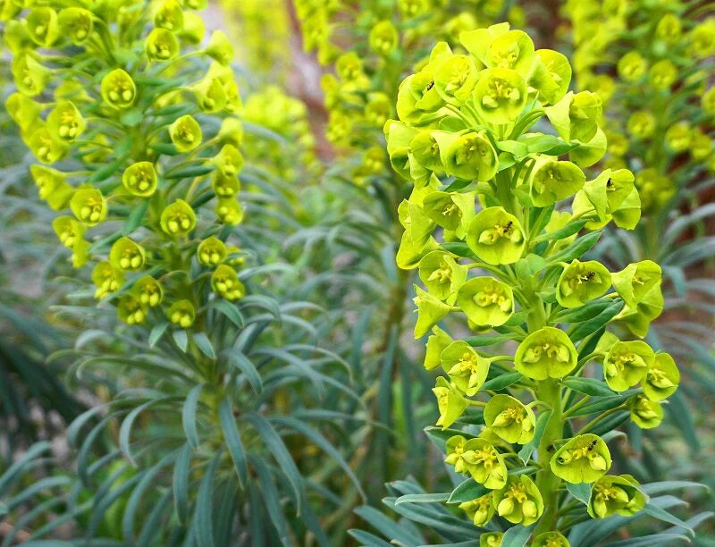 Bell Green Flower Seeds