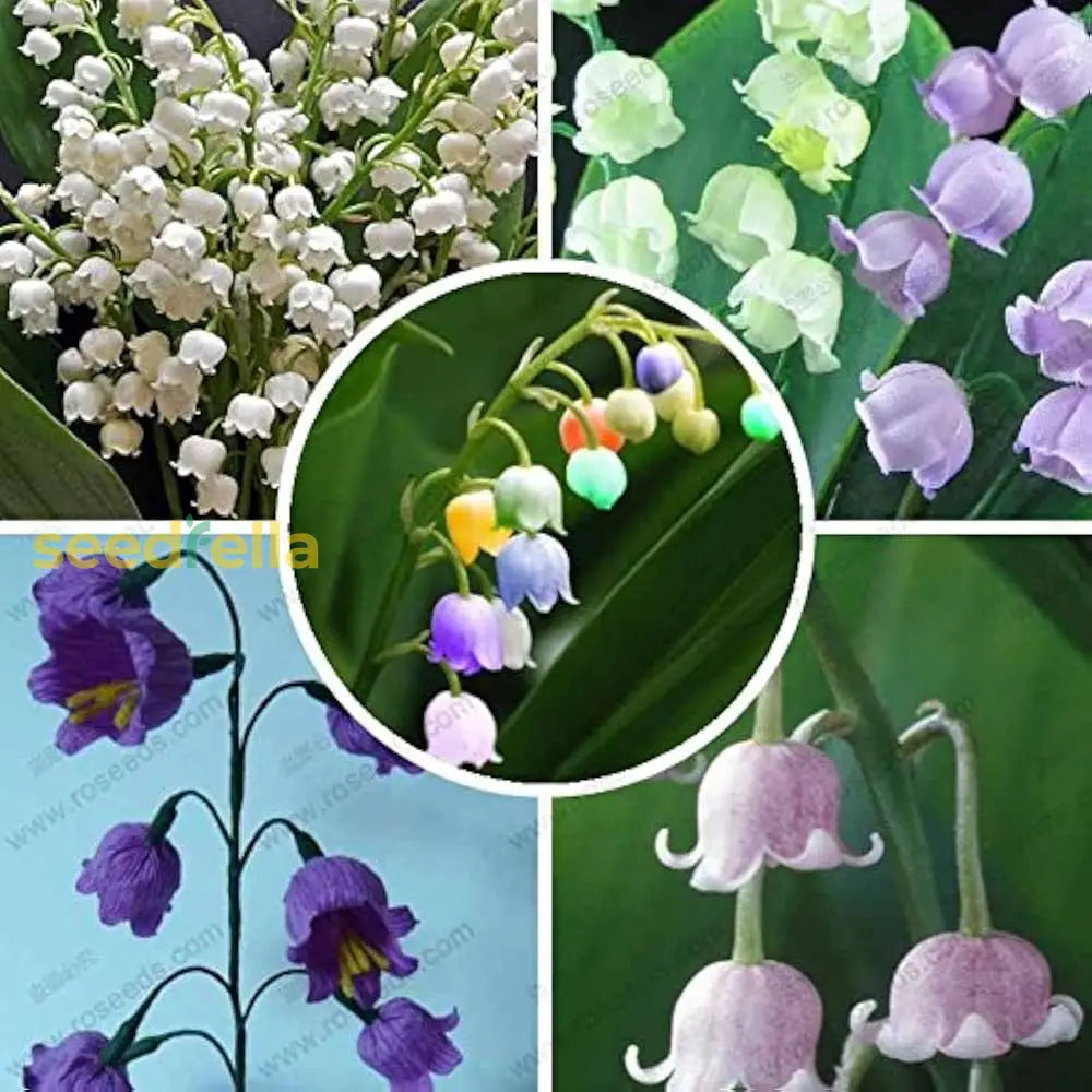 Bell Orchid Mix Seeds For Planting - Vibrant Flower