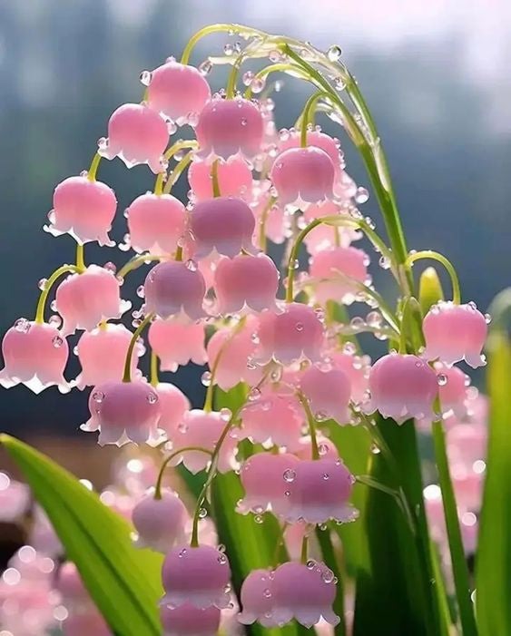 Bell Orchid Seeds For Planting