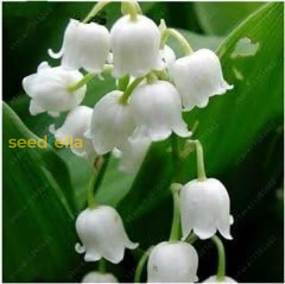 Bell Orchid White Flower Seeds - Easy Planting Instructions | Garden