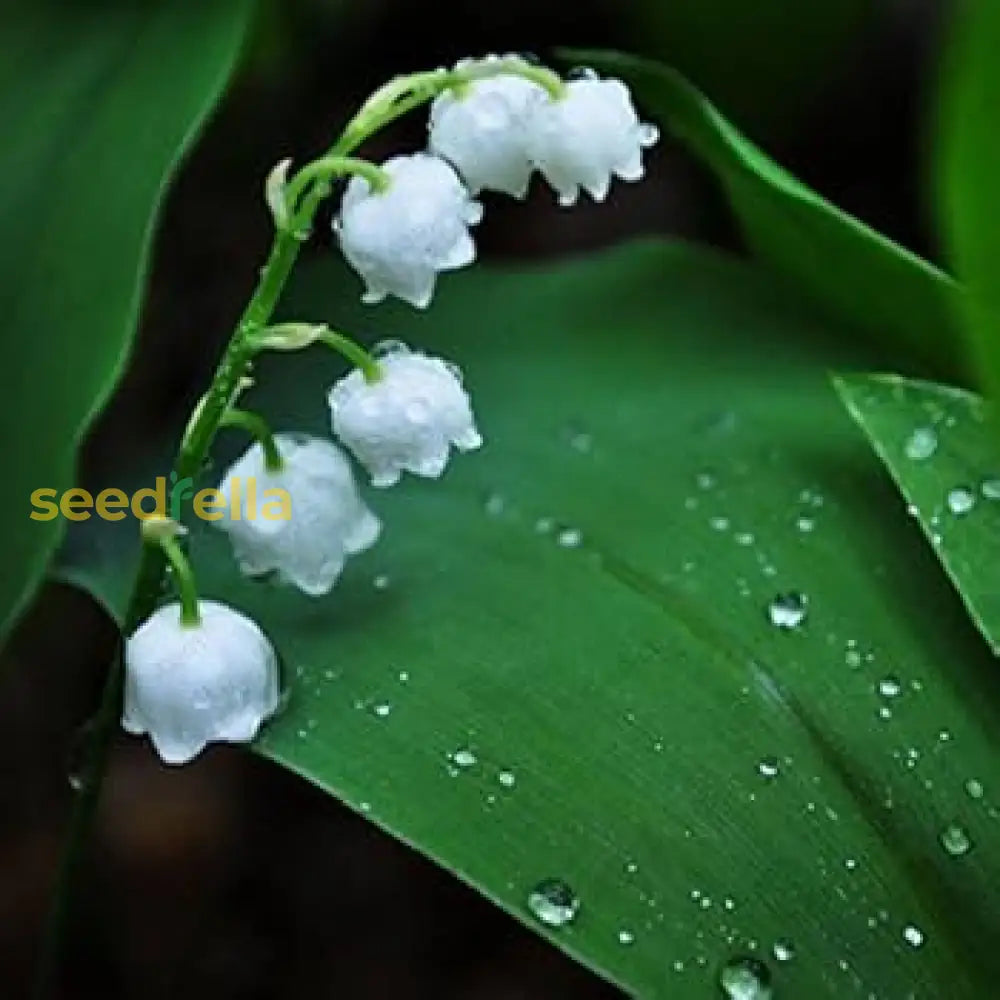 Bell Orchid White Flower Seeds - Easy Planting Instructions | Garden