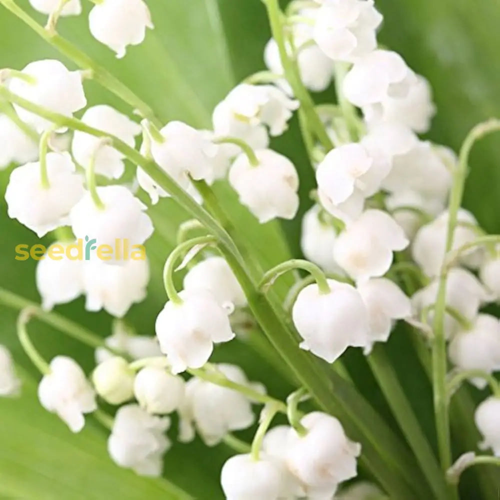 Bell Orchid White Flower Seeds - Easy Planting Instructions | Garden